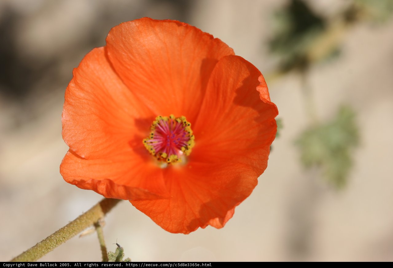 Solitary Orange Bloom