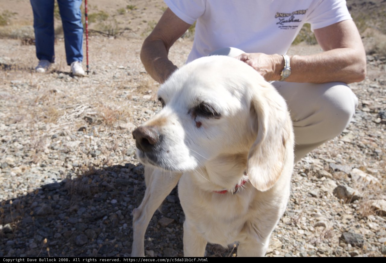Man and Labrador Retriever bond on rocky hill