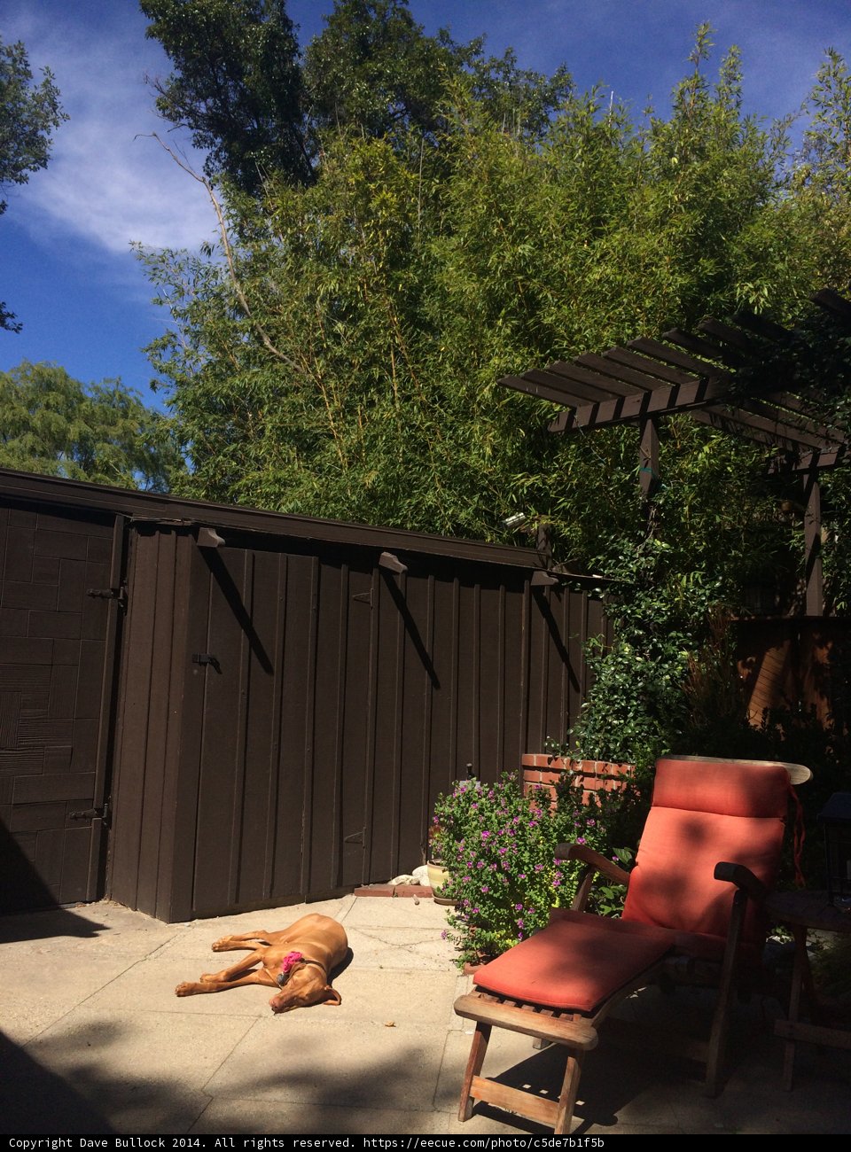 Backyard Buddy