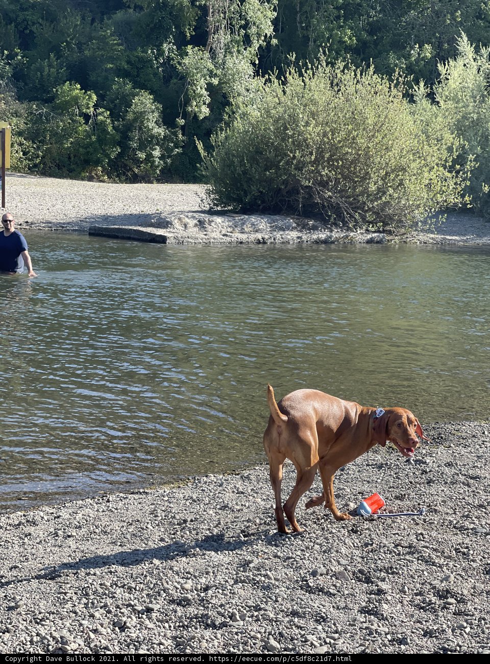 Fun in the Sun with a Furry Friend!