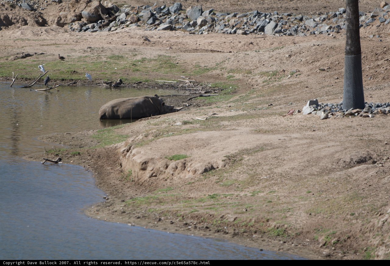 Majestic Rhino by the River