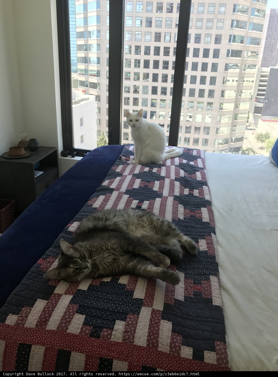 Lazy Days with Feline Friends