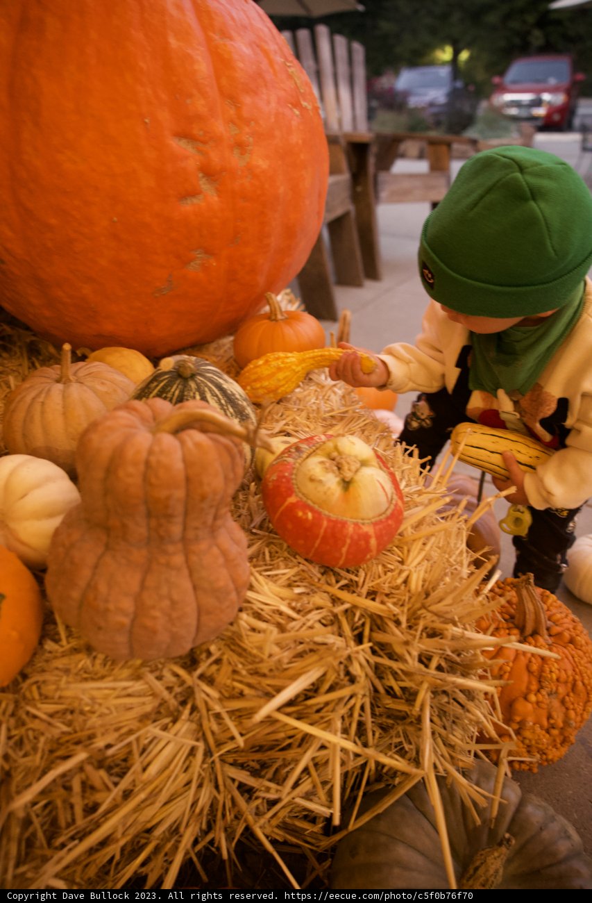 Harvest Joy