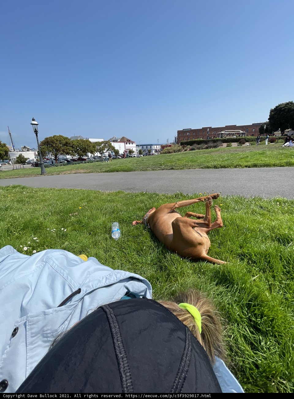 Relaxing Pup in the Park