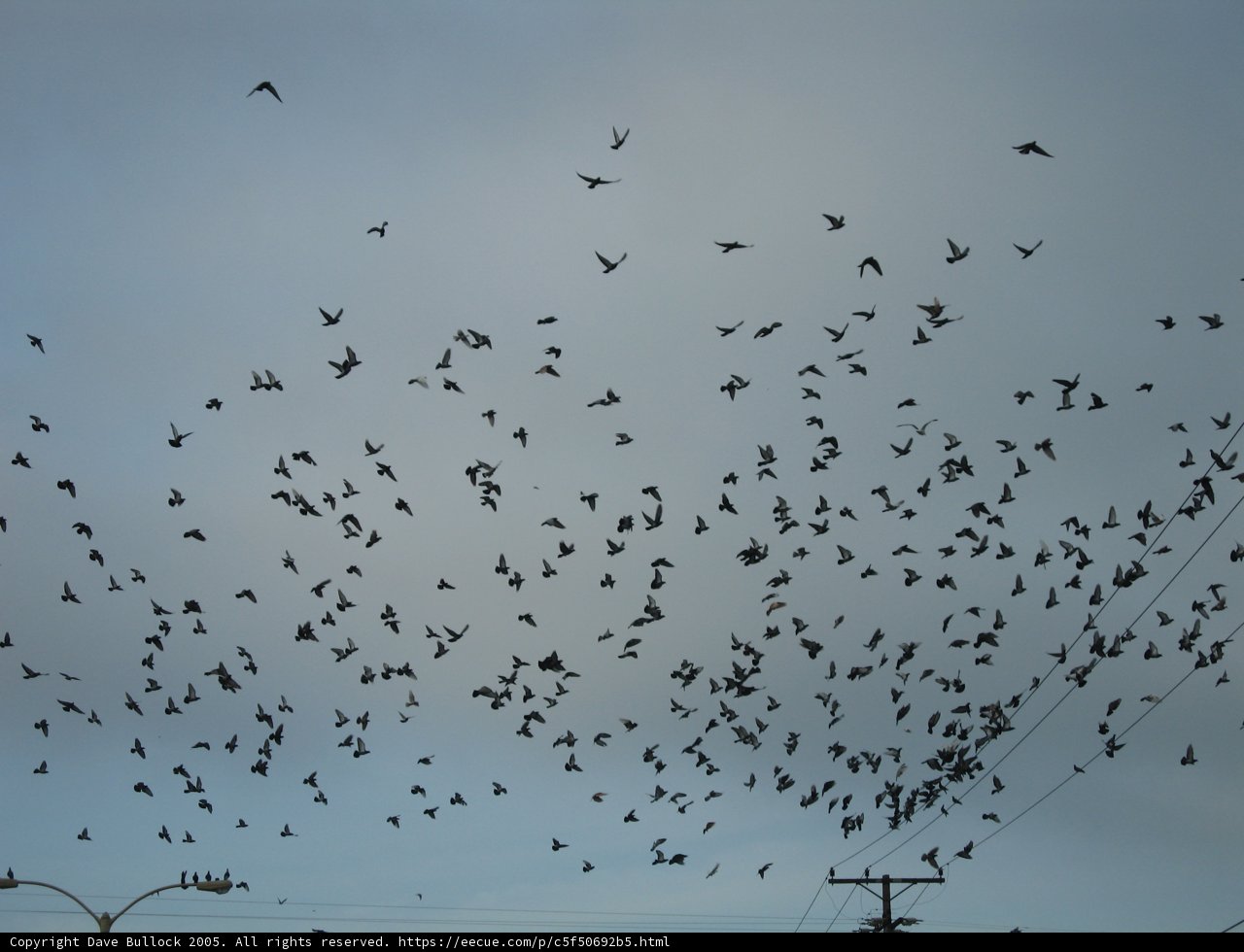 A Majestic Flock in Flight