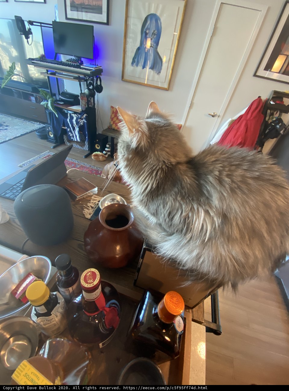 Feline Demeanor