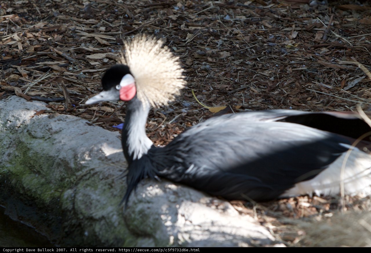 The Rockstar Crane Bird