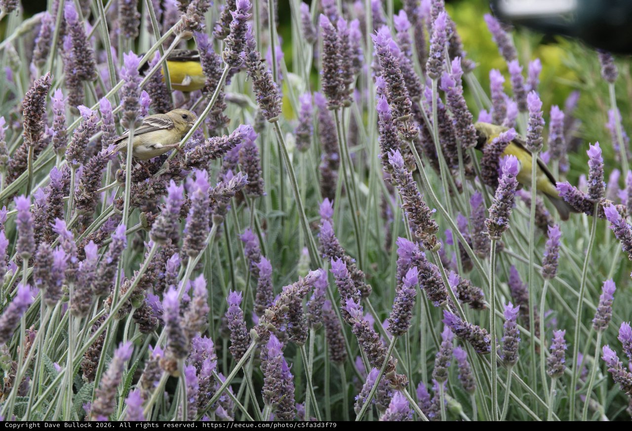 Goldfinch Foraging Among Purple Lavender Blooms