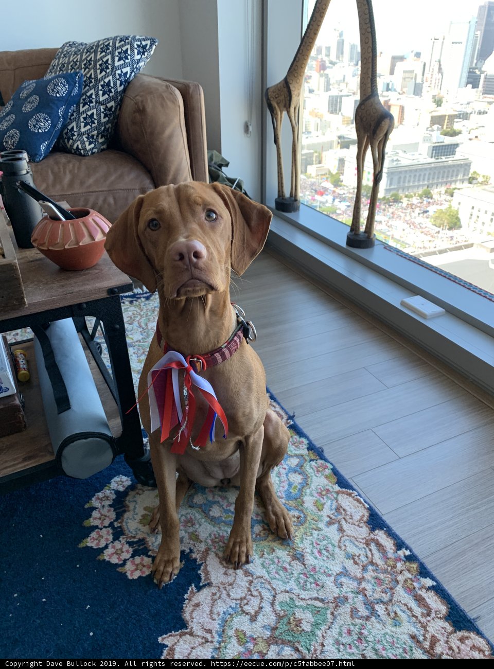 Canine Comfort in a Cozy Living Room