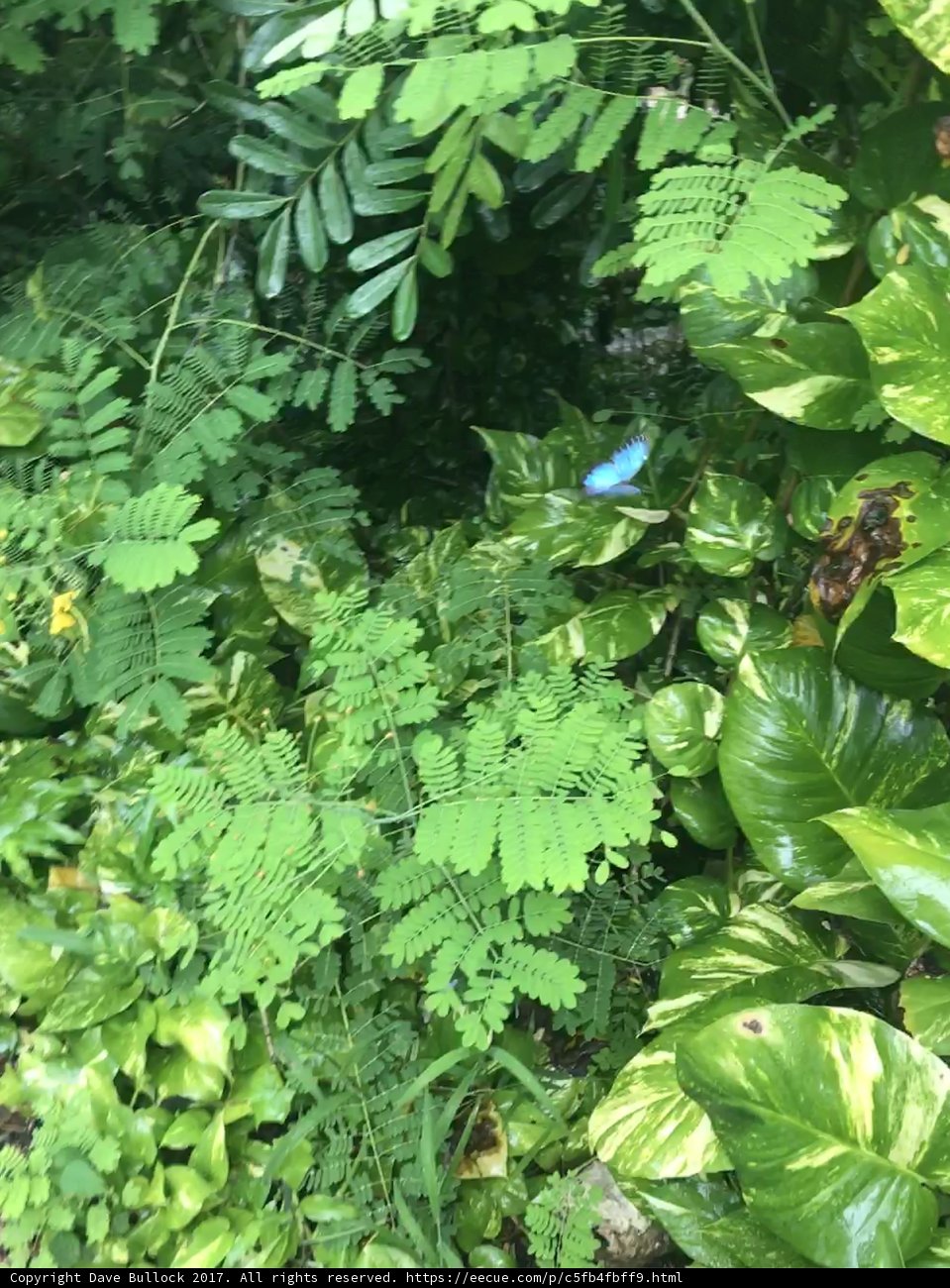 Fluttering with Foliage