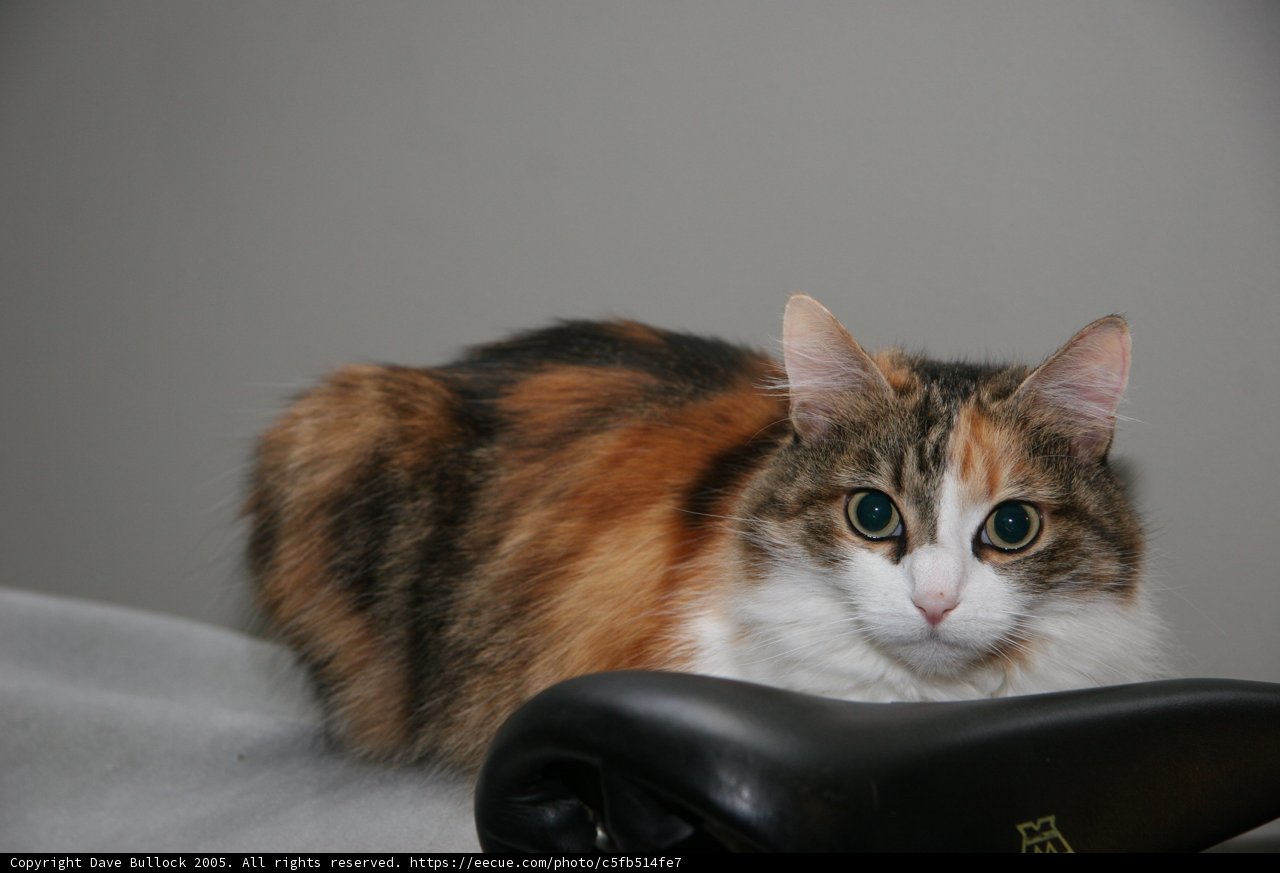 Cat and Shoe