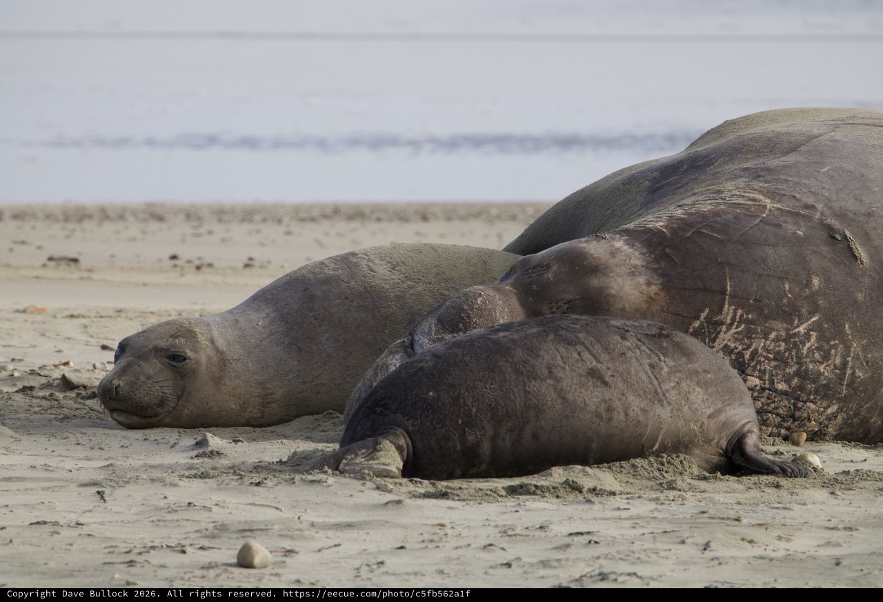 Elephant Seal Colony Resting on Drakes Beach