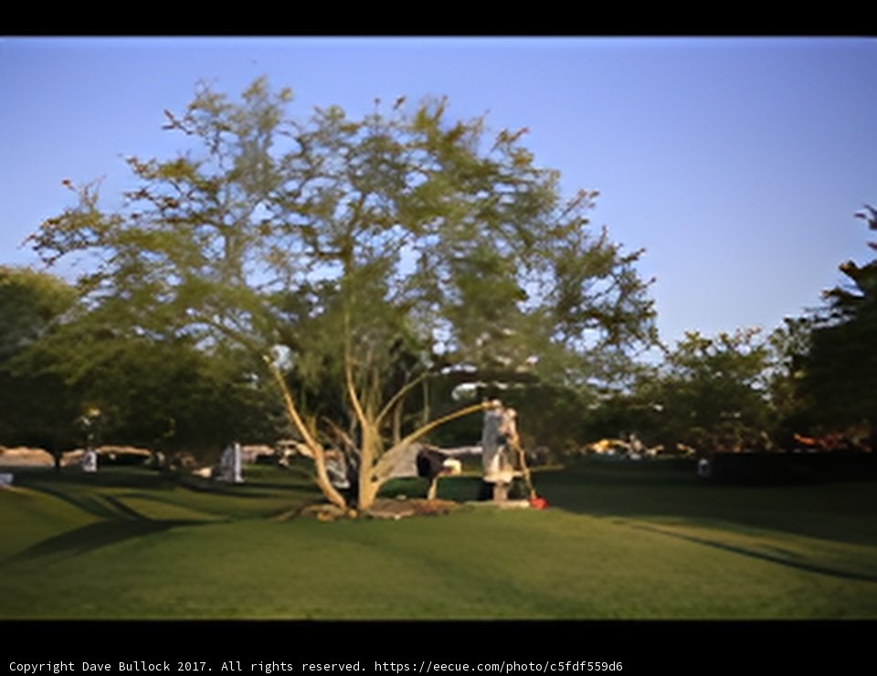 Iconic Sycamore Tree in Coachella Field