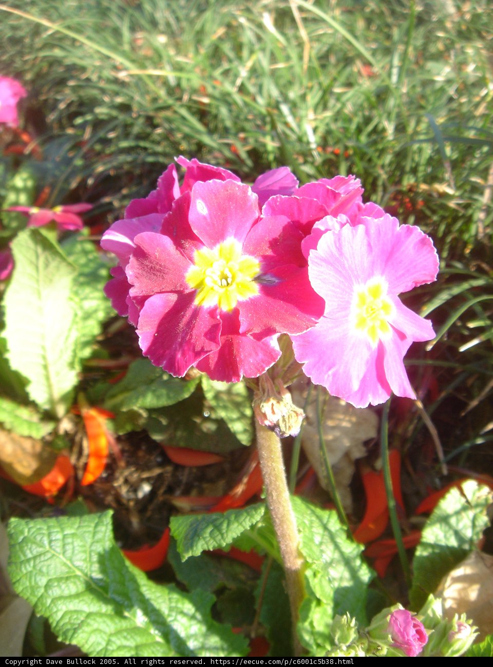 Pretty Petals