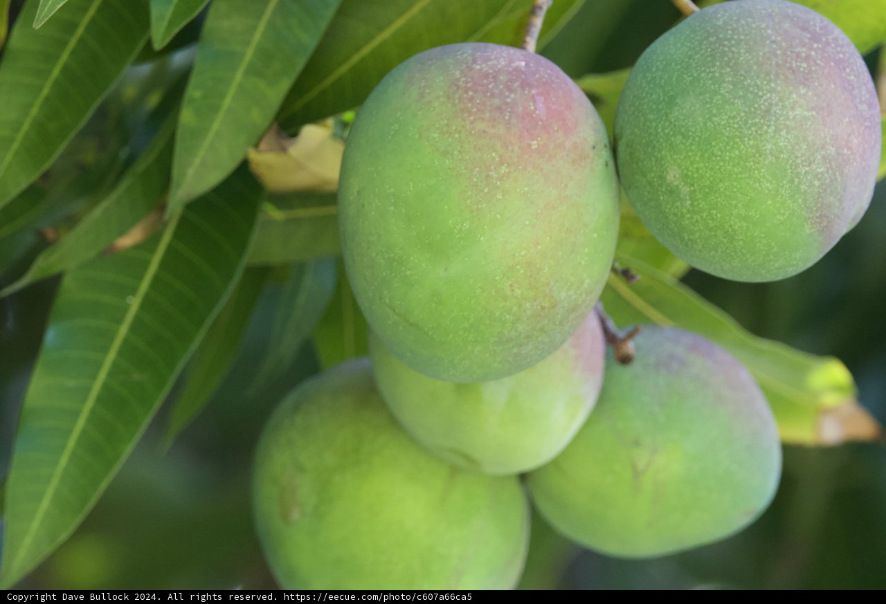 Tropical Delights at the Honolulu Zoo