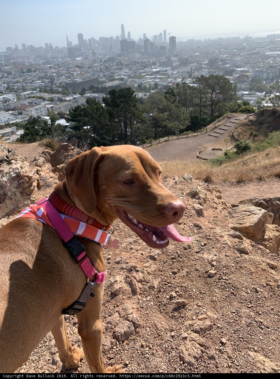 Pink-Harnessed Pup on a California Hill