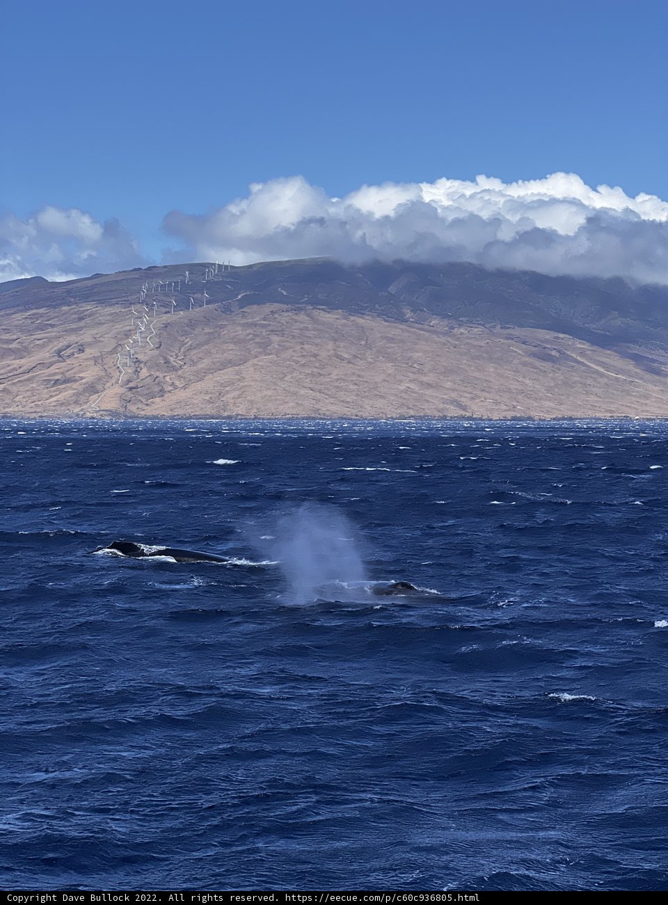 Majestic Humpback Whales Amidst Hawai'i's Natural Beauty