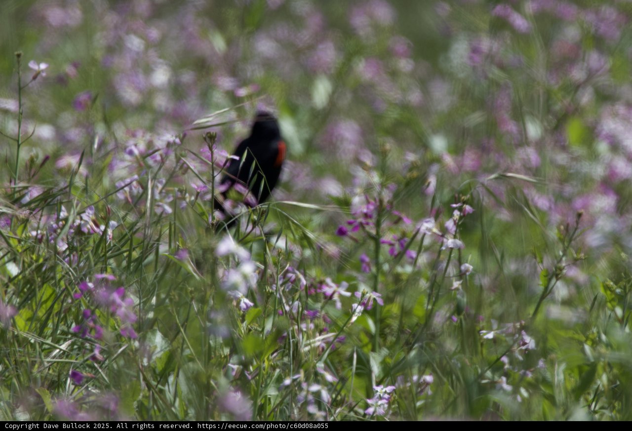 A Symphony in the Meadow