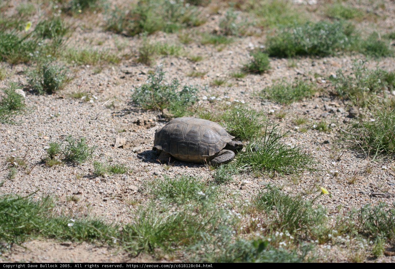 Slow and Steady in the Desert