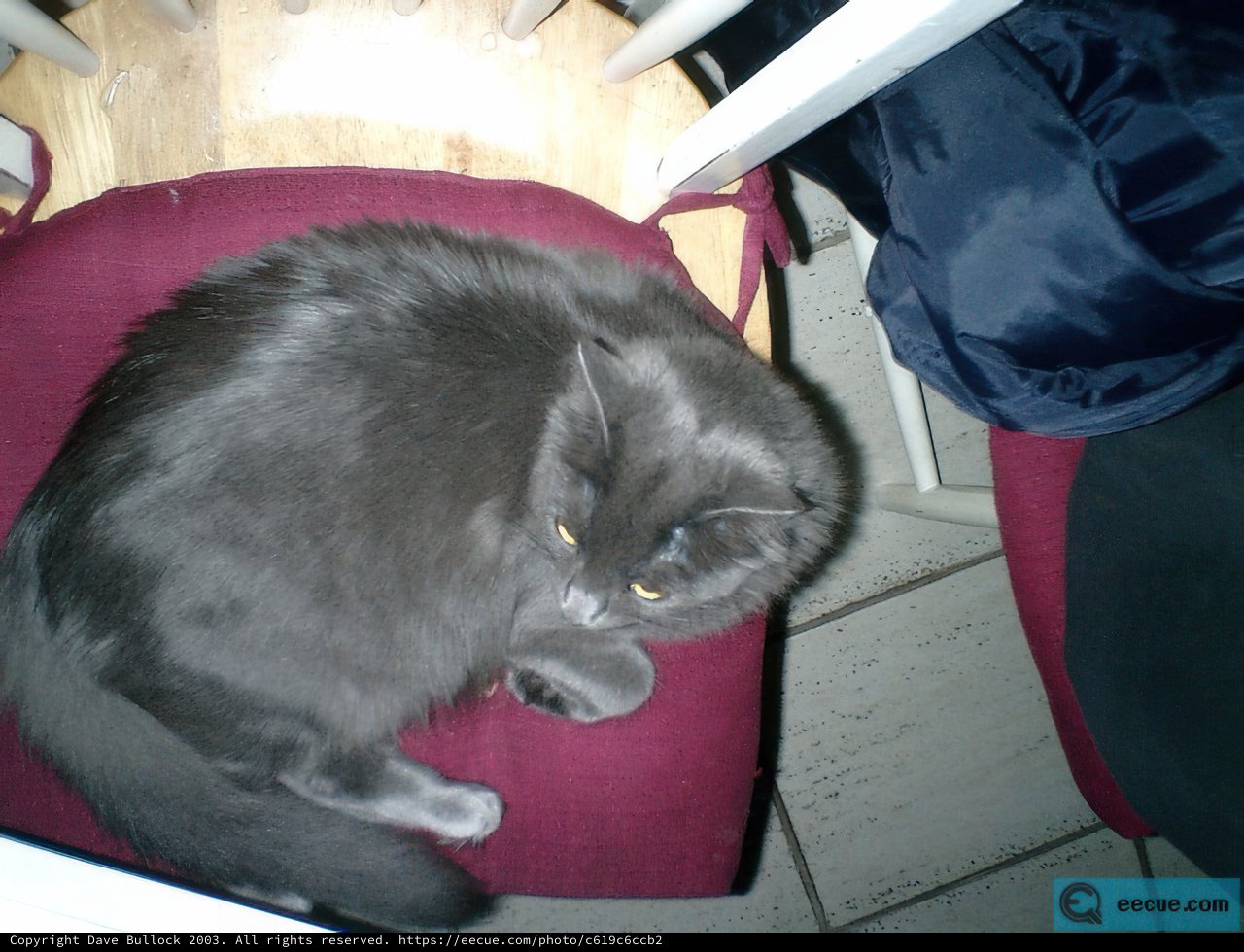 A Feline on a Throne