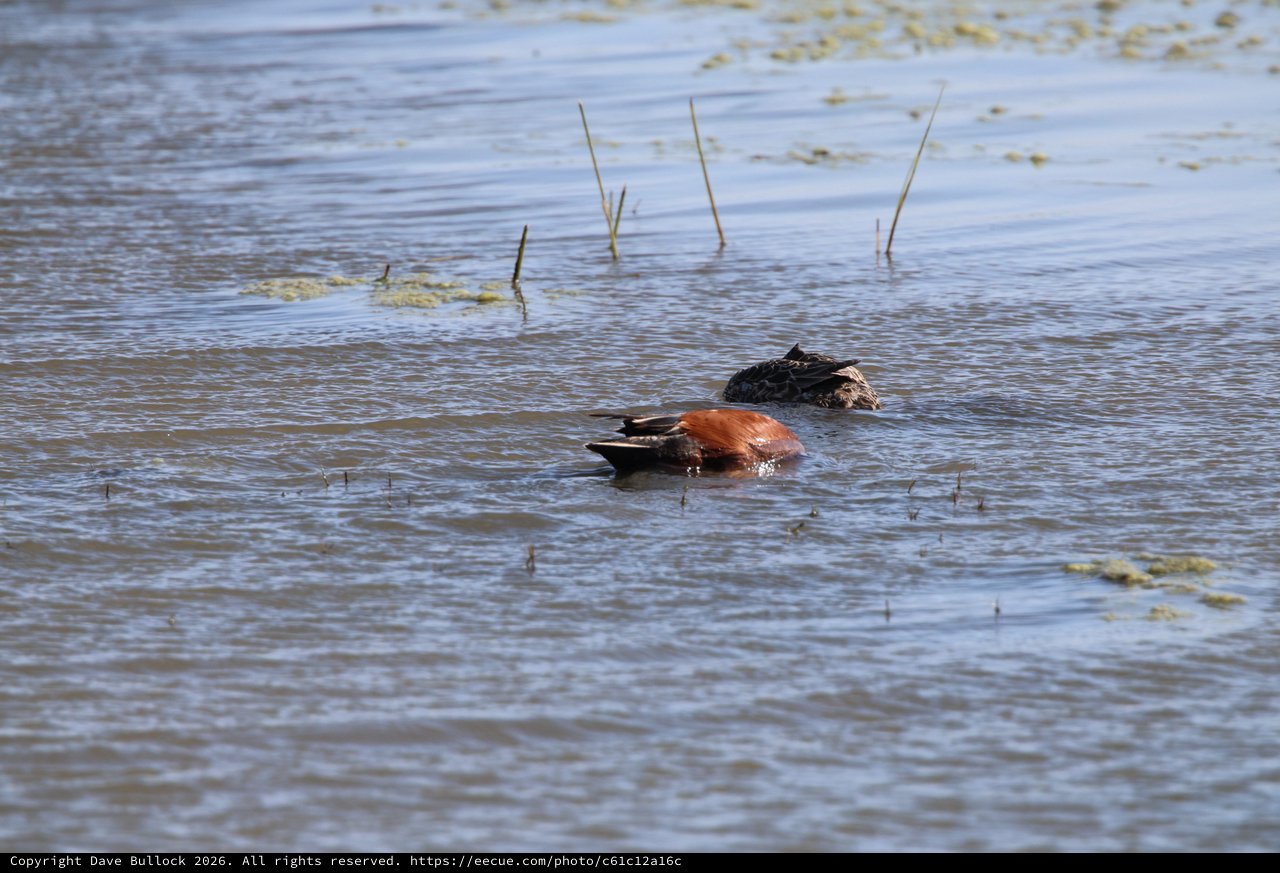 Cinnamon Teal Duck Pair Foraging in Shallow Wetland