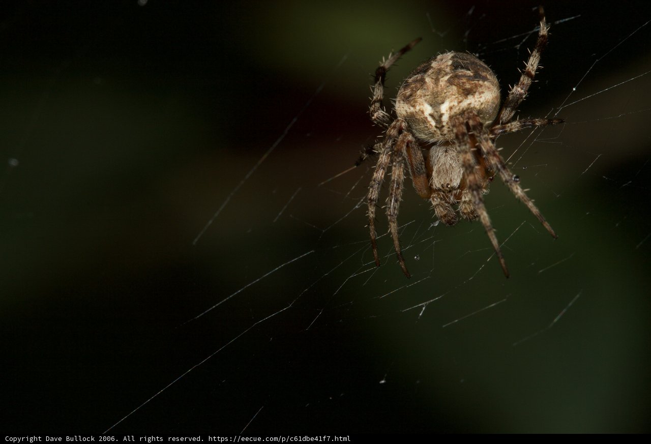 The Garden Spider