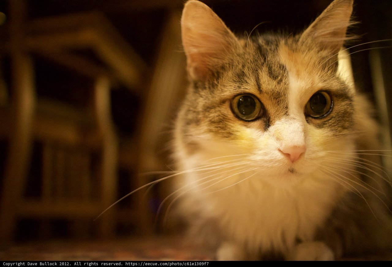Intensely Feline