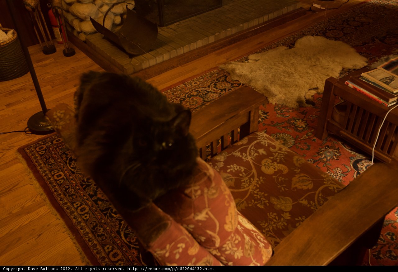 Feline on the Throne