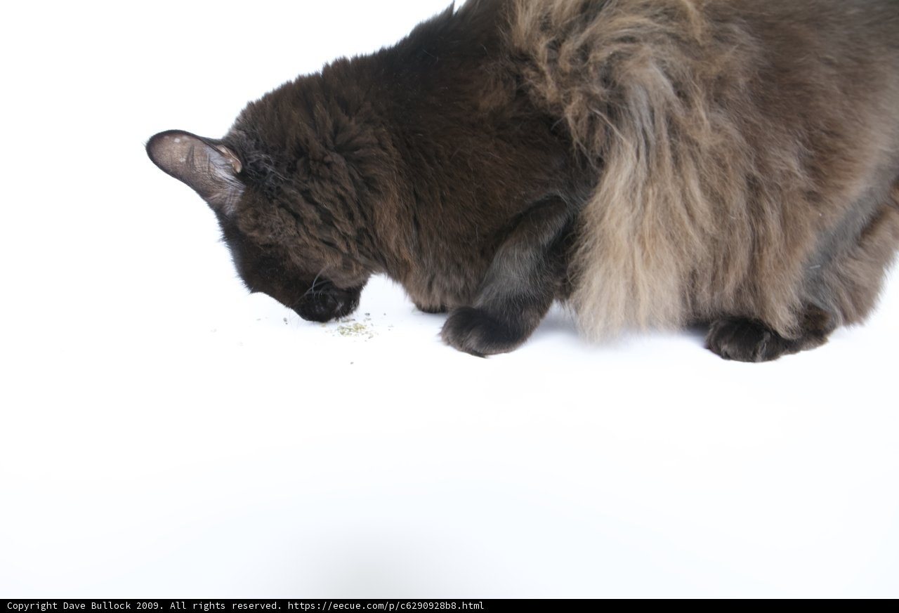 Lunch Time for my Adult Manx Cat