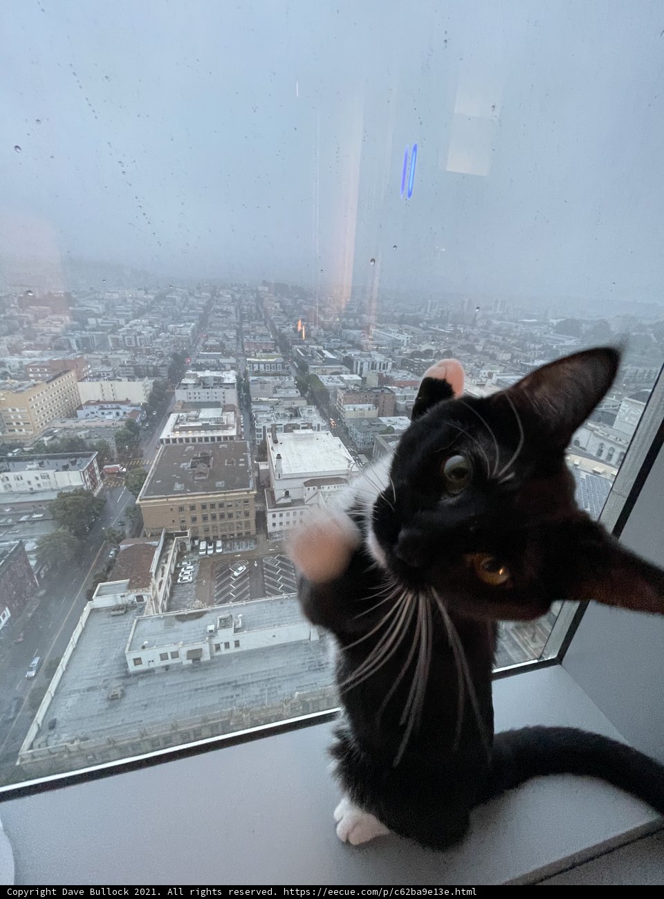 City Cat