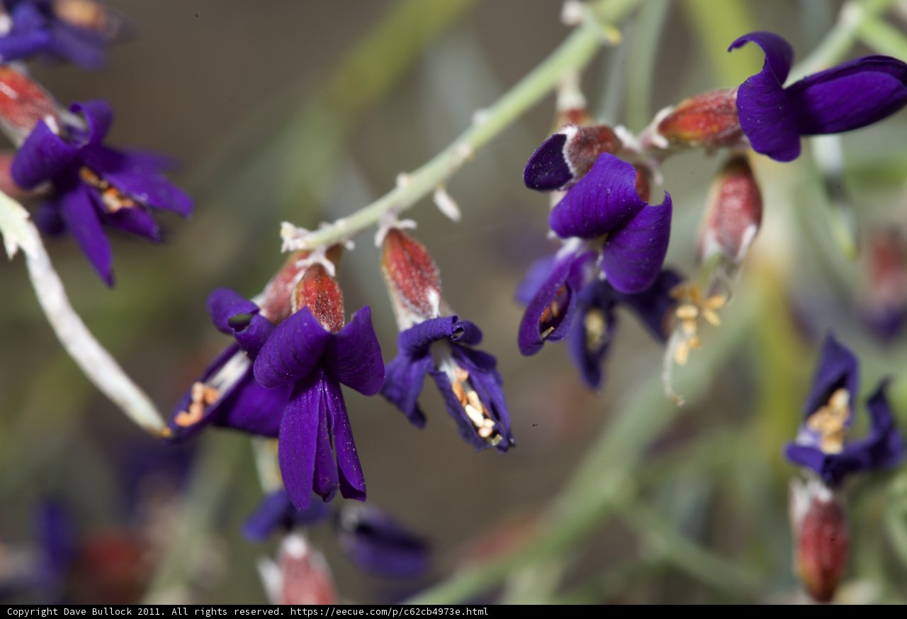 Purple Iris Flowers in Anza