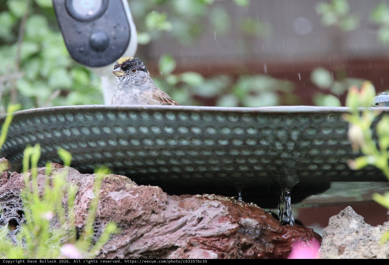Golden-Crowned Sparrow at Garden Water Feature in Rain