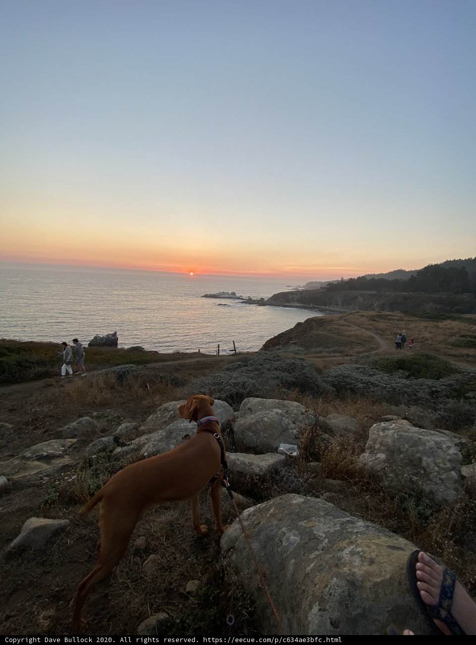 Overlooking the Ocean with Man's Best Friend