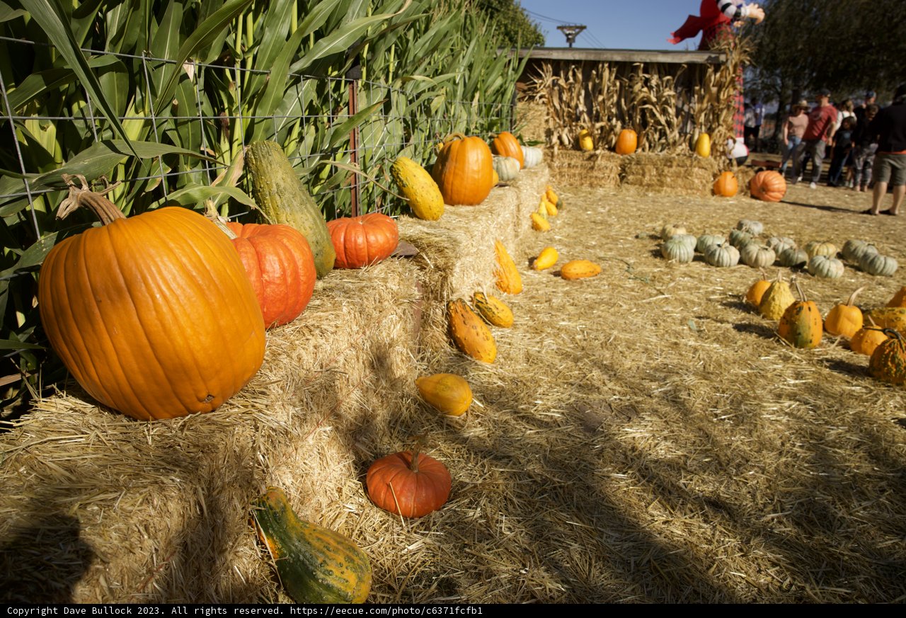 Harvest Time Magic with Metzgars