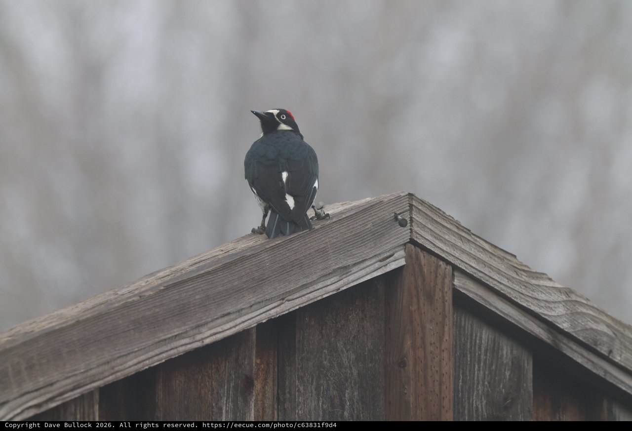 Acorn Woodpecker Perched on Weathered Wooden Birdhouse Roof