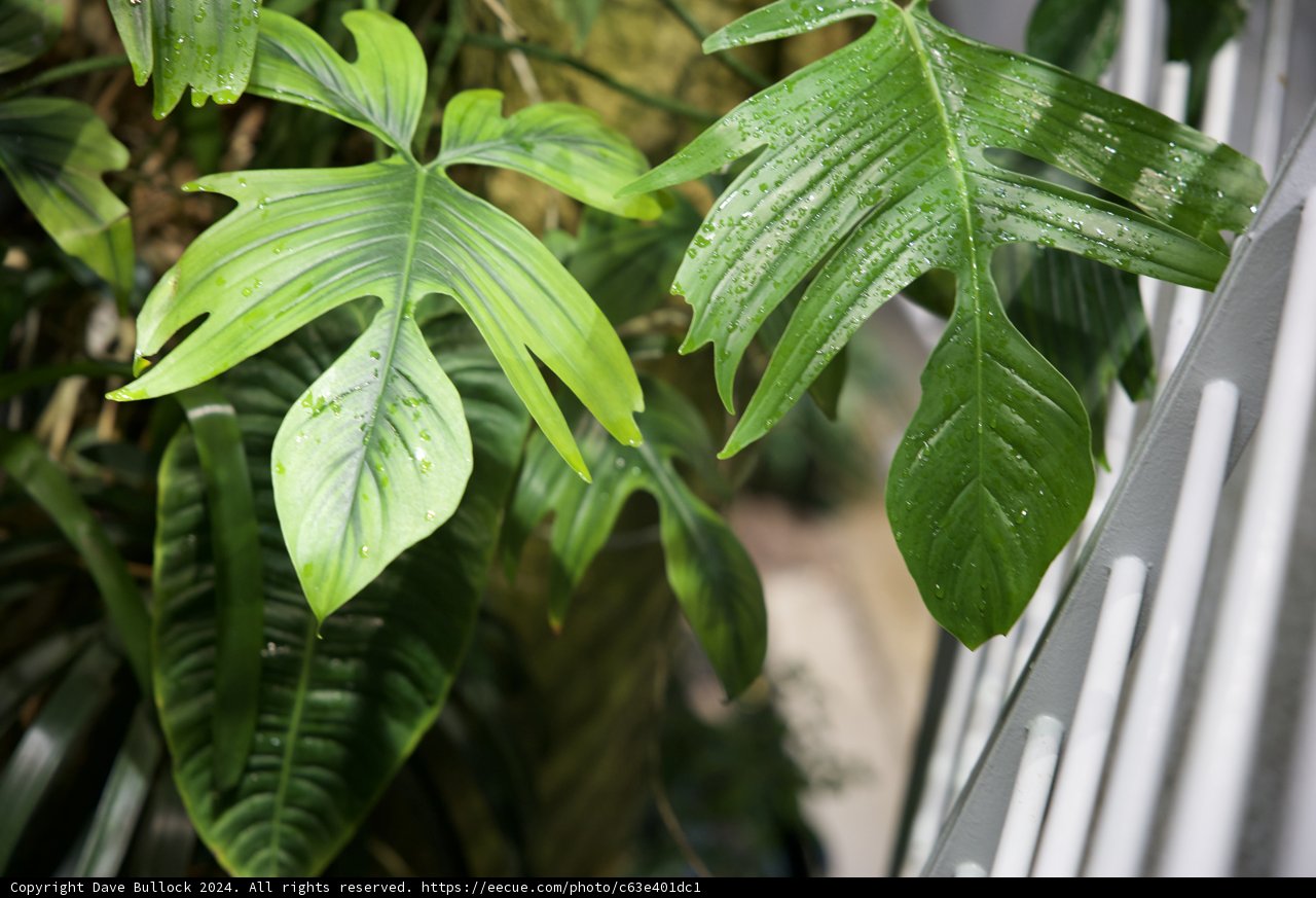 Verdant Whispers of Californian Rainforest