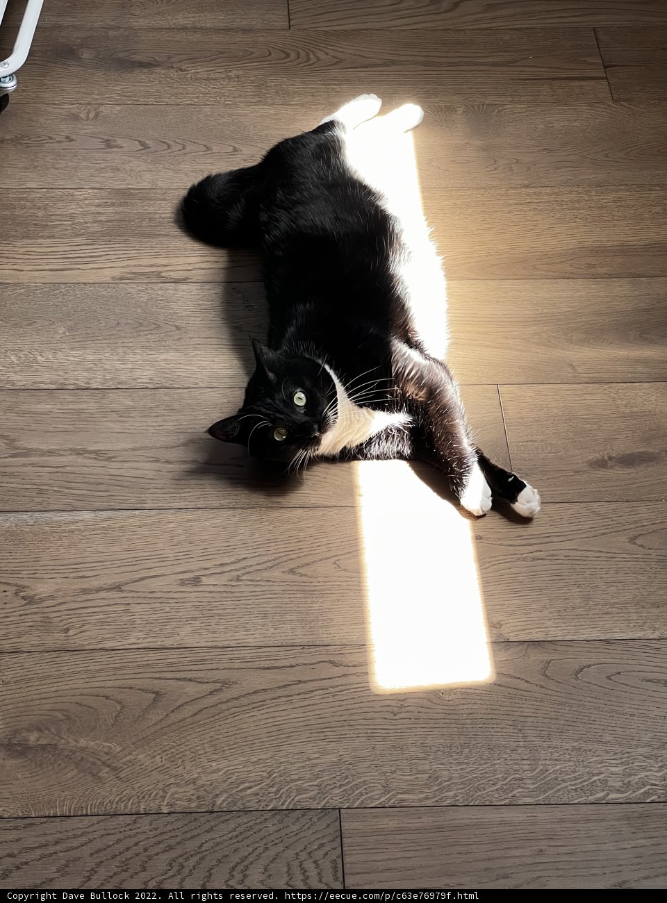 Sun Soaking Manx