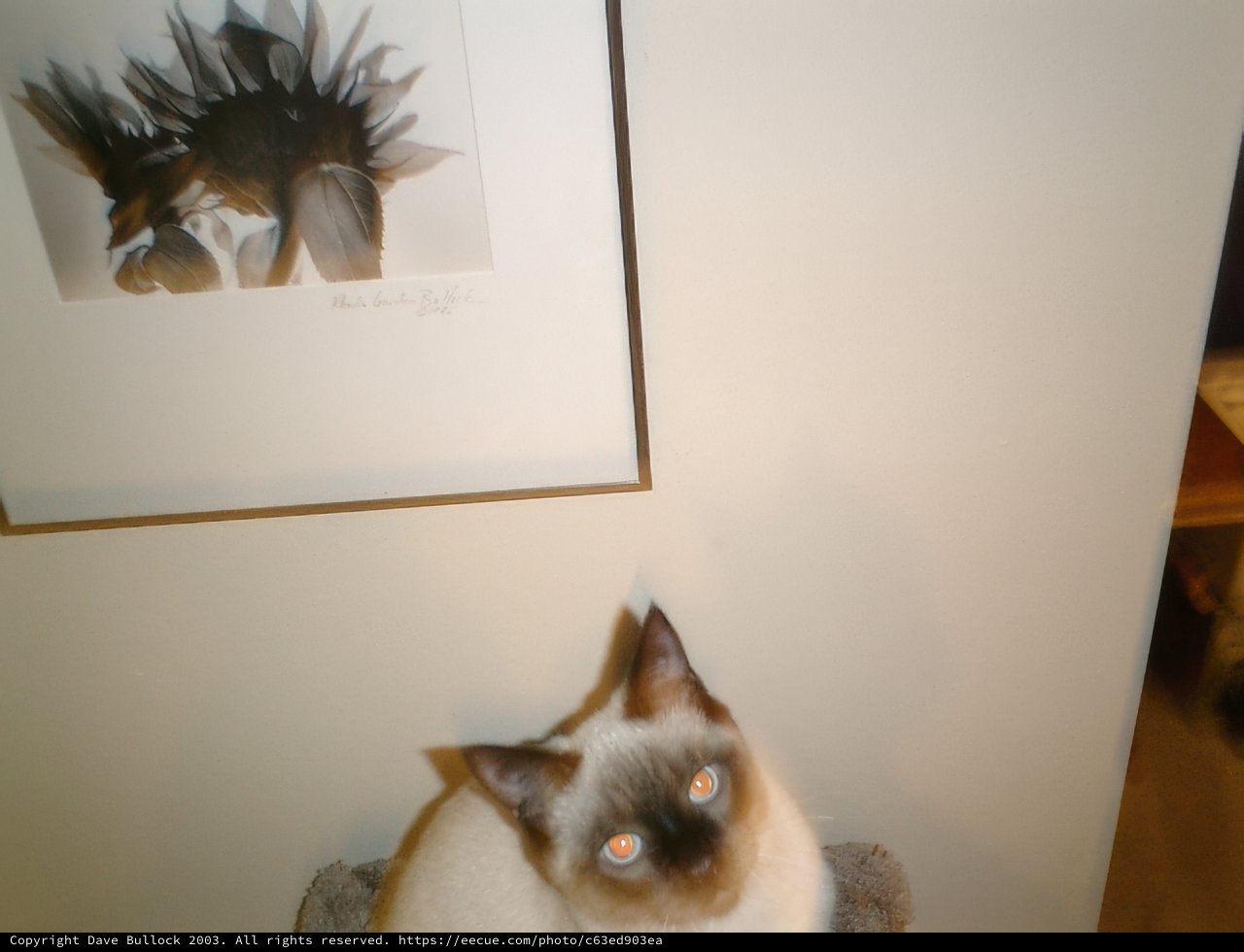 The Siamese and the Brushed Wood Frame