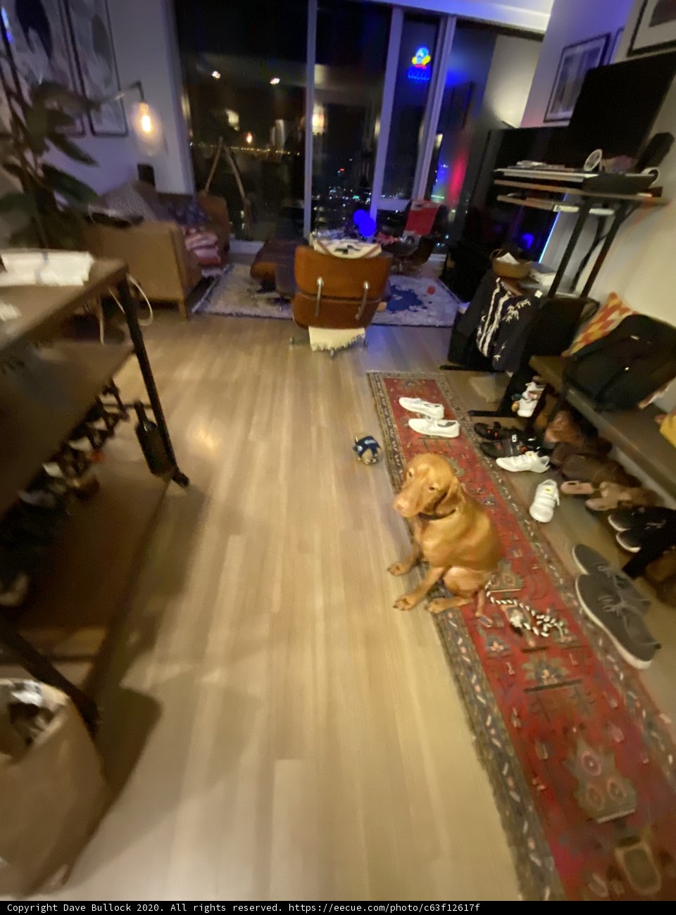 Paws for a Break in the Living Room