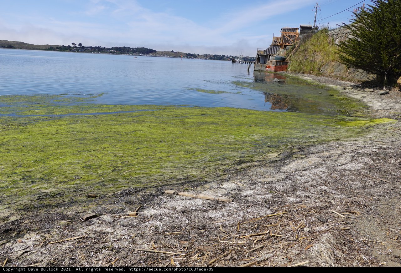 Algae Bloom Along Coastal Shoreline