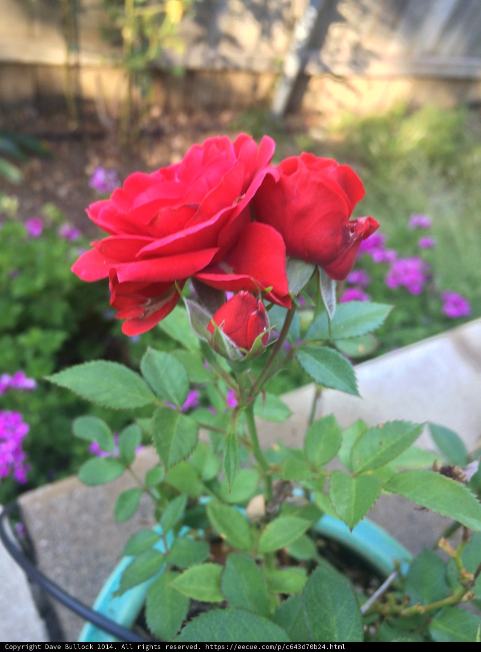 Two Roses in a Pot with Geraniums