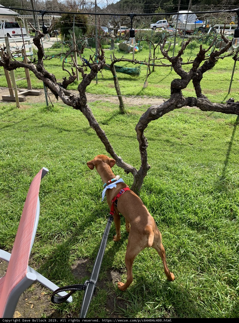 Paws Up in the Backyard