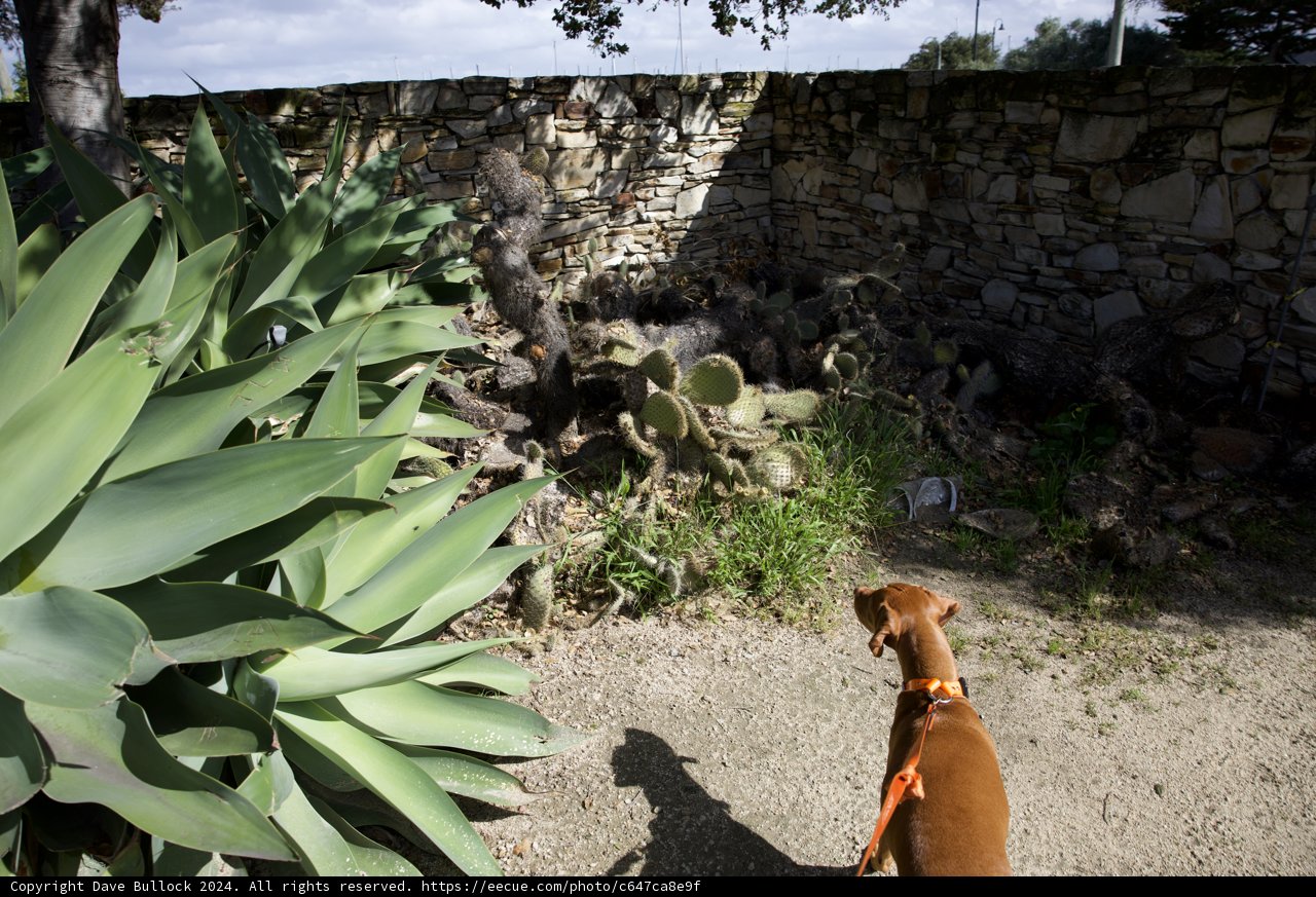 Canine Curiosity in Monterey, 2024