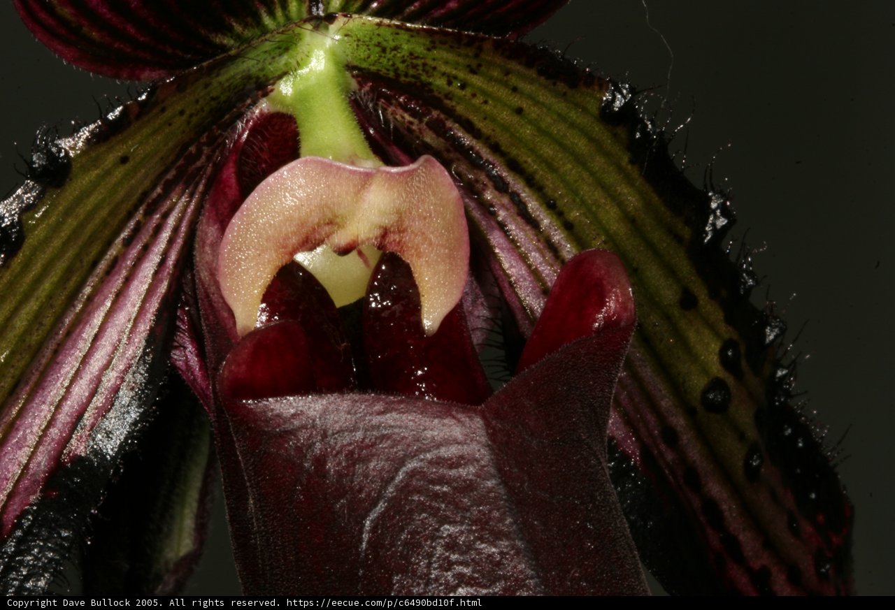 A Mysterious Peeping Orchid