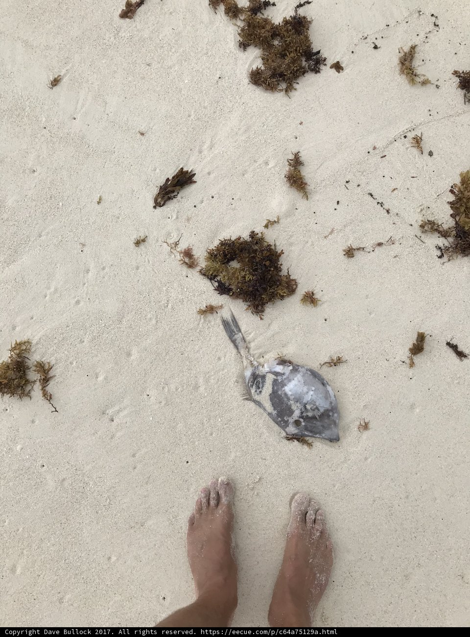 Beach Combing