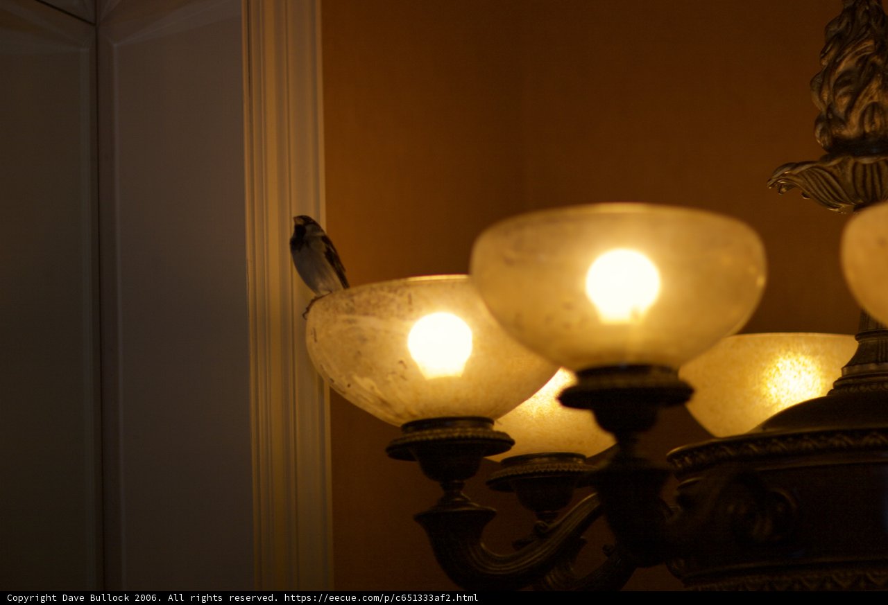 Illuminating Companion