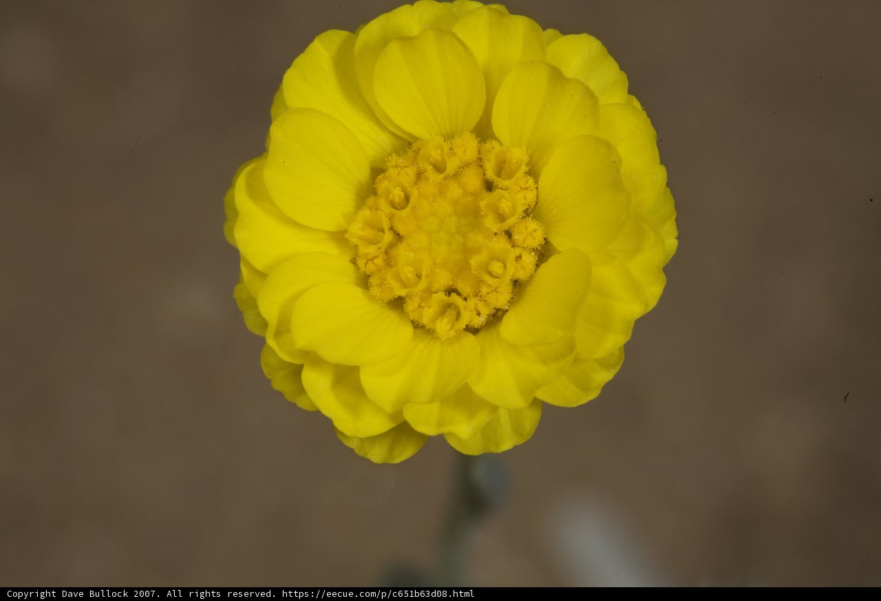 Sunny Petals