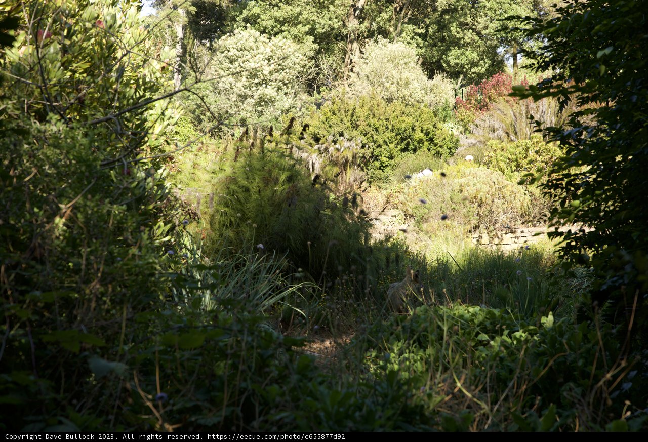 The Serene Solitude of a Giraffe