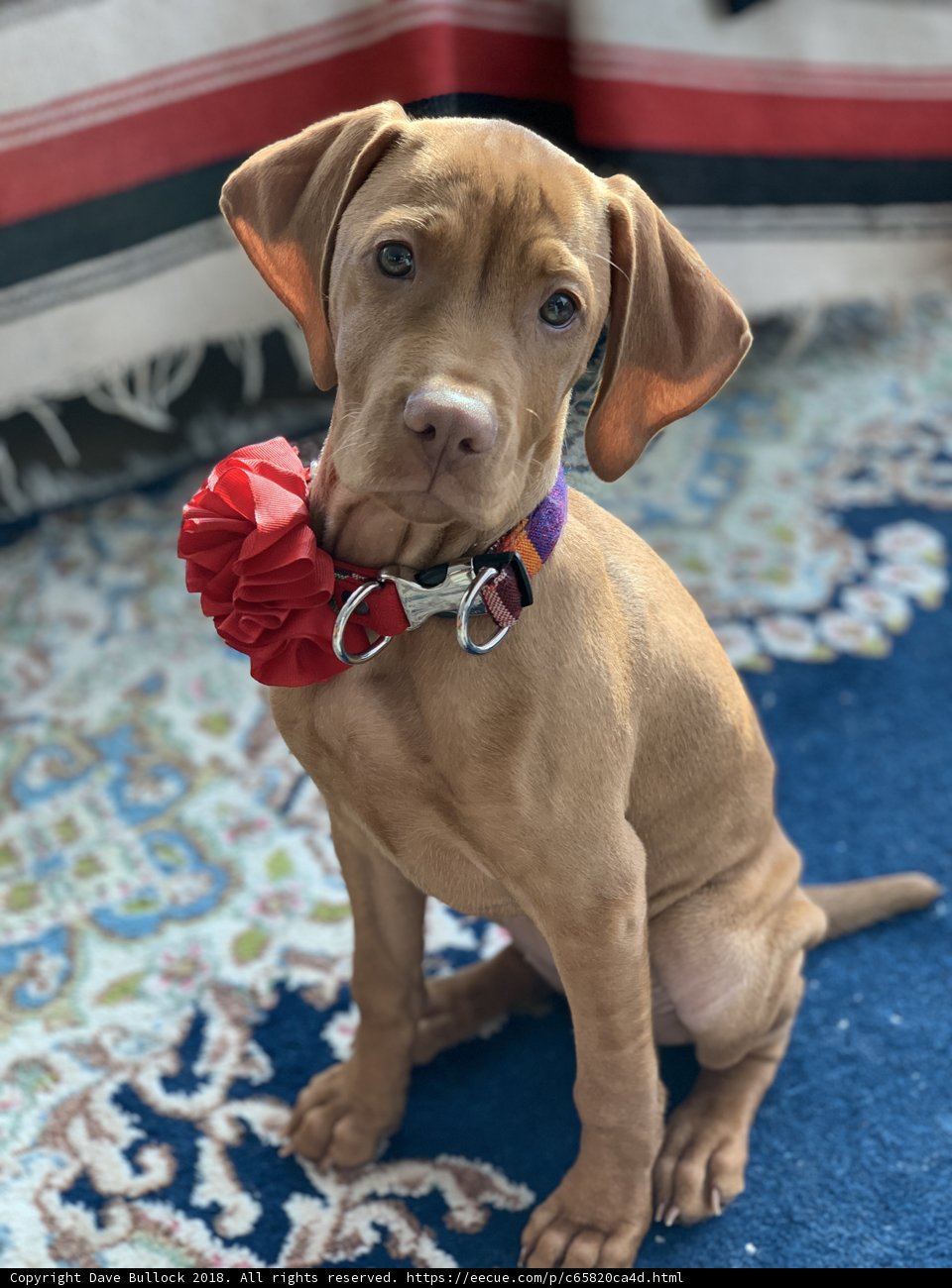 The Stylish Vizsla