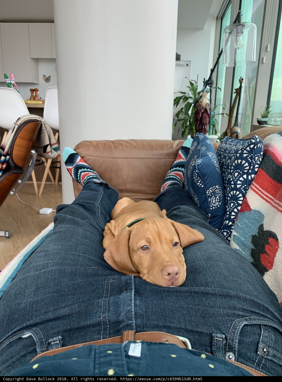 Comfy Couch Canine Companion
